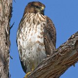 10SB4528 Cooper's Hawk